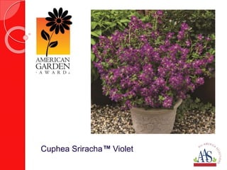 Cuphea Sriracha™ Violet 
 