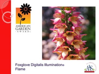 Foxglove Digitalis Illumination® 
Flame 
 