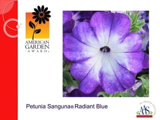 Petunia Sanguna® Radiant Blue 
 