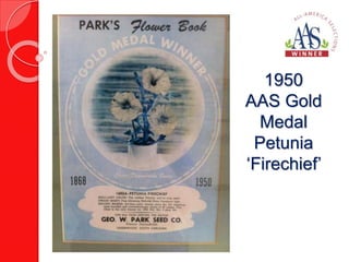 1950 
AAS Gold 
Medal 
Petunia 
‘Firechief’ 
 