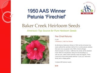 1950 AAS Winner 
Petunia ‘Firechief’ 
 