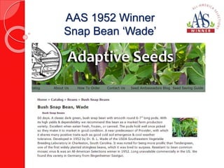 AAS 1952 Winner 
Snap Bean ‘Wade’ 
 