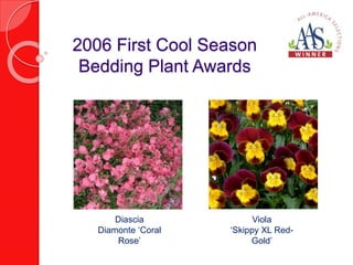 2006 First Cool Season 
Bedding Plant Awards 
Viola 
‘Skippy XL Red- 
Gold’ 
Diascia 
Diamonte ‘Coral 
Rose’ 
 