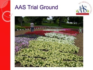 AAS Trial Ground 
 