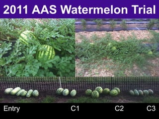 2011 AAS Watermelon Trial 
Entry C1 C2 C3 
‘Sweet 
Beauty’ 
22 fruit 
‘Shiny Boy’ 
14 fruit 
‘Country 
Favorite’ 
14 fruit 
‘Pink Oblong’ 
23 fruit 
 