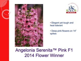 • Elegant yet tough and 
heat tolerant 
• Deep pink flowers on 14” 
spikes 
Angelonia Serenita™ Pink F1 
2014 Flower Winner 
 