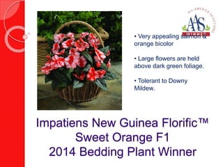 • Very appealing salmon & 
orange bicolor 
• Large flowers are held 
above dark green foliage. 
• Tolerant to Downy 
Mildew. 
Impatiens New Guinea Florific™ 
Sweet Orange F1 
2014 Bedding Plant Winner 
 