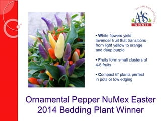 • White flowers yield 
lavender fruit that transitions 
from light yellow to orange 
and deep purple 
• Fruits form small clusters of 
4-6 fruits 
• Compact 6” plants perfect 
in pots or low edging 
Ornamental Pepper NuMex Easter 
2014 Bedding Plant Winner 
 