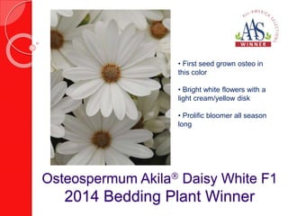 • First seed grown osteo in 
this color 
• Bright white flowers with a 
light cream/yellow disk 
• Prolific bloomer all season 
long 
Osteospermum Akila Daisy White F1 
2014 Bedding Plant Winner 
 
