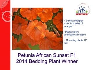 • Distinct designer 
color in shades of 
orange 
•Plants bloom 
prolifically all season 
• Mounding plants 12” 
tall 
Petunia African Sunset F1 
2014 Bedding Plant Winner 
 
