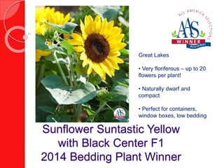 Great Lakes 
• Very floriferous – up to 20 
flowers per plant! 
• Naturally dwarf and 
compact 
• Perfect for containers, 
window boxes, low bedding 
Sunflower Suntastic Yellow 
with Black Center F1 
2014 Bedding Plant Winner 
 