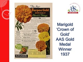 Marigold 
‘Crown of 
Gold’ 
AAS Gold 
Medal 
Winner 
1937 
 