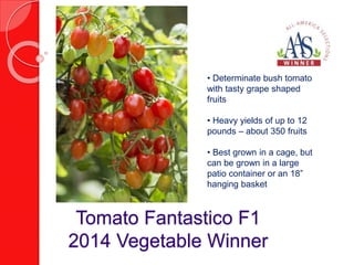 • Determinate bush tomato 
with tasty grape shaped 
fruits 
• Heavy yields of up to 12 
pounds – about 350 fruits 
• Best grown in a cage, but 
can be grown in a large 
patio container or an 18” 
hanging basket 
Tomato Fantastico F1 
2014 Vegetable Winner 
 