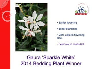 • Earlier flowering 
• Better branching 
• More uniform flowering 
time. 
• Perennial in zones 6-9 
Gaura ‘Sparkle White’ 
2014 Bedding Plant Winner 
 