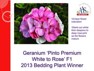 •Unique flower 
coloration 
•Starts out white 
then deepens to 
deep rose-pink 
as the flowers 
mature 
Geranium ‘Pinto Premium 
White to Rose’ F1 
2013 Bedding Plant Winner 
 
