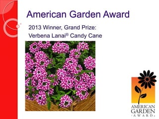 American Garden Award 
2013 Winner, Grand Prize: 
Verbena Lanai® Candy Cane 
 