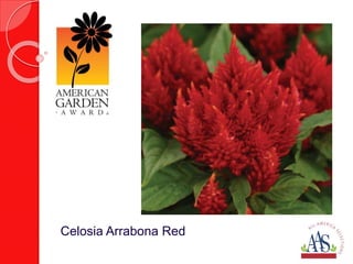 Celosia Arrabona Red 
 