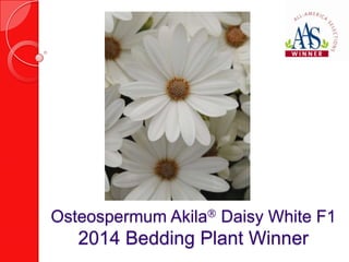 Osteospermum Akila Daisy White F1

2014 Bedding Plant Winner

 