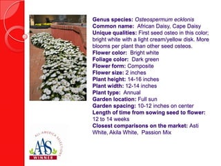 Genus species: Osteospermum ecklonis
Common name: African Daisy, Cape Daisy
Unique qualities: First seed osteo in this color;
bright white with a light cream/yellow disk. More
blooms per plant than other seed osteos.
Flower color: Bright white
Foliage color: Dark green
Flower form: Composite
Flower size: 2 inches
Plant height: 14-16 inches
Plant width: 12-14 inches
Plant type: Annual
Garden location: Full sun
Garden spacing: 10-12 inches on center
Length of time from sowing seed to flower:
12 to 14 weeks
Closest comparisons on the market: Asti
White, Akila White, Passion Mix

 