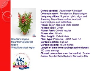 Heartland region
Mountain/Southwest
region
West/Northwest region

Genus species: Penstemon hartwegii
Common name: Penstemon, Beardtongue
Unique qualities: Superior hybrid vigor and
flowering. More flower spikes to attract
hummingbirds and butterflies.
Flower color: Red and white bicolor
Foliage color: Green
Flower form: Corolla tubular
Flower size: ¾ inch
Plant height: 18-24 inches
Plant type: Perennial, USDA Zone 6-9
Garden location: Full sun
Garden spacing: 18-24 inches
Length of time from sowing seed to flower:
110 days average
Closest comparisons on the market: Scarlet
Queen, Tubular Bells Red and Sensation Mix

 