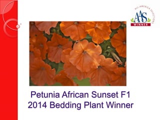 Petunia African Sunset F1
2014 Bedding Plant Winner

 