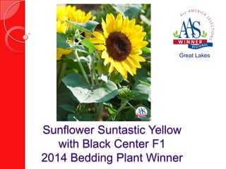 Great Lakes

Sunflower Suntastic Yellow
with Black Center F1
2014 Bedding Plant Winner

 