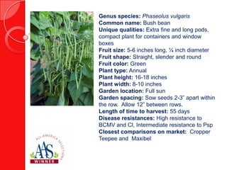 Genus species: Phaseolus vulgaris
Common name: Bush bean
Unique qualities: Extra fine and long pods,
compact plant for containers and window
boxes
Fruit size: 5-6 inches long, ¼ inch diameter
Fruit shape: Straight, slender and round
Fruit color: Green
Plant type: Annual
Plant height: 16-18 inches
Plant width: 8-10 inches
Garden location: Full sun
Garden spacing: Sow seeds 2-3” apart within
the row. Allow 12” between rows.
Length of time to harvest: 55 days
Disease resistances: High resistance to
BCMV and Cl, Intermediate resistance to Psp
Closest comparisons on market: Cropper
Teepee and Maxibel

 