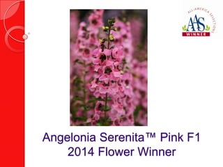 Angelonia Serenita™ Pink F1
2014 Flower Winner

 