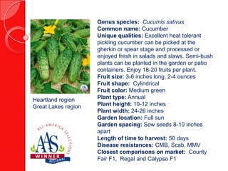 Heartland region
Great Lakes region

Genus species: Cucumis sativus
Common name: Cucumber
Unique qualities: Excellent heat tolerant
pickling cucumber can be picked at the
gherkin or spear stage and processed or
enjoyed fresh in salads and slaws. Semi-bush
plants can be planted in the garden or patio
containers. Enjoy 18-20 fruits per plant.
Fruit size: 3-6 inches long, 2-4 ounces
Fruit shape: Cylindrical
Fruit color: Medium green
Plant type: Annual
Plant height: 10-12 inches
Plant width: 24-26 inches
Garden location: Full sun
Garden spacing: Sow seeds 8-10 inches
apart
Length of time to harvest: 50 days
Disease resistances: CMB, Scab, MMV
Closest comparisons on market: County
Fair F1, Regal and Calypso F1

 