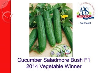 Southeast

Cucumber Saladmore Bush F1
2014 Vegetable Winner

 