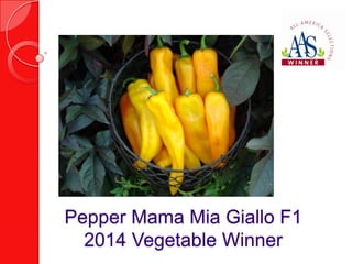 Pepper Mama Mia Giallo F1
2014 Vegetable Winner

 