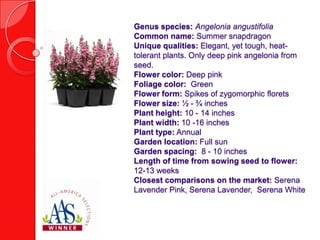 Genus species: Angelonia angustifolia
Common name: Summer snapdragon
Unique qualities: Elegant, yet tough, heattolerant plants. Only deep pink angelonia from
seed.
Flower color: Deep pink
Foliage color: Green
Flower form: Spikes of zygomorphic florets
Flower size: ½ - ¾ inches
Plant height: 10 - 14 inches
Plant width: 10 -16 inches
Plant type: Annual
Garden location: Full sun
Garden spacing: 8 - 10 inches
Length of time from sowing seed to flower:
12-13 weeks
Closest comparisons on the market: Serena
Lavender Pink, Serena Lavender, Serena White

 