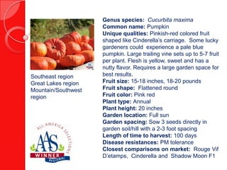 Southeast region
Great Lakes region
Mountain/Southwest
region

Genus species: Cucurbita maxima
Common name: Pumpkin
Unique qualities: Pinkish-red colored fruit
shaped like Cinderella’s carriage. Some lucky
gardeners could experience a pale blue
pumpkin. Large trailing vine sets up to 5-7 fruit
per plant. Flesh is yellow, sweet and has a
nutty flavor. Requires a large garden space for
best results.
Fruit size: 15-18 inches, 18-20 pounds
Fruit shape: Flattened round
Fruit color: Pink red
Plant type: Annual
Plant height: 20 inches
Garden location: Full sun
Garden spacing: Sow 3 seeds directly in
garden soil/hill with a 2-3 foot spacing
Length of time to harvest: 100 days
Disease resistances: PM tolerance
Closest comparisons on market: Rouge Vif
D’etamps, Cinderella and Shadow Moon F1

 