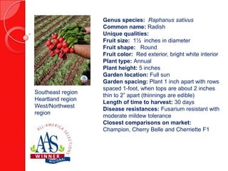 Southeast region
Heartland region
West/Northwest
region

Genus species: Raphanus sativus
Common name: Radish
Unique qualities:
Fruit size: 1½ inches in diameter
Fruit shape: Round
Fruit color: Red exterior, bright white interior
Plant type: Annual
Plant height: 5 inches
Garden location: Full sun
Garden spacing: Plant 1 inch apart with rows
spaced 1-foot, when tops are about 2 inches
thin to 2” apart (thinnings are edible)
Length of time to harvest: 30 days
Disease resistances: Fusarium resistant with
moderate mildew tolerance
Closest comparisons on market:
Champion, Cherry Belle and Cherriette F1

 