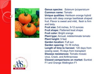 Genus species: Solanum lycopersicum
Common name: Tomato
Unique qualities: Heirloom orange hybrid
tomato with deep orange beefsteak shaped
fruit. Flavor is sweet and mild, flesh is firm
and tasty.
Fruit size: 5-6 inches, 9-12 ounces
Fruit shape: Flattened boat shape
Fruit color: Bright orange
Plant type: Annual, indeterminate tomato
Plant height: 5 feet
Garden location: Full sun
Garden spacing: 15-18 inches
Length of time to harvest: 120 days from
sowing seed, 75 days from transplant
Disease resistances: Tomato mosaic
virus, Crack, and Anthracnose
Closest comparisons on market: Sunkist
F1 and Orange Wellington F1

 