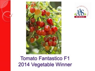 Tomato Fantastico F1
2014 Vegetable Winner

 
