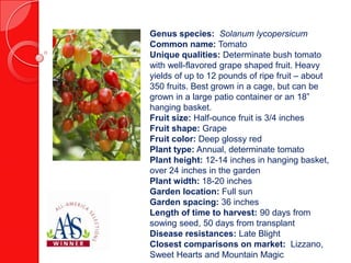 Genus species: Solanum lycopersicum
Common name: Tomato
Unique qualities: Determinate bush tomato
with well-flavored grape shaped fruit. Heavy
yields of up to 12 pounds of ripe fruit – about
350 fruits. Best grown in a cage, but can be
grown in a large patio container or an 18”
hanging basket.
Fruit size: Half-ounce fruit is 3/4 inches
Fruit shape: Grape
Fruit color: Deep glossy red
Plant type: Annual, determinate tomato
Plant height: 12-14 inches in hanging basket,
over 24 inches in the garden
Plant width: 18-20 inches
Garden location: Full sun
Garden spacing: 36 inches
Length of time to harvest: 90 days from
sowing seed, 50 days from transplant
Disease resistances: Late Blight
Closest comparisons on market: Lizzano,
Sweet Hearts and Mountain Magic

 