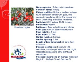 Heartland region

Genus species: Solanum lycopersicum
Common name: Tomato
Unique qualities: Uniform, medium to large
round beefsteak tomato with good, mild
garden-tomato flavor. Good firm texture and
taste. Great array of disease resistance.
Fruit size: 3-3½ inches, 10-12 ounces
Fruit shape: Round
Fruit color: Dark red exterior and interior
Plant type: Annual, determinate tomato
Plant height: 4-5 feet
Plant width: 2-3 feet
Garden location: Full sun
Garden spacing: 2 feet
Length of time to harvest: 75 days from
transplant
Disease resistances: Fusarium 123,
verticillum, tomato spot wilt virus, late blight,
moderate resistance to early blight and
nematodes
Closest comparisons on market: Mountain
Magic F1, Defiant F1 and Fletcher F1

 