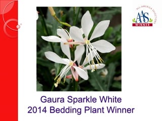 Gaura Sparkle White
2014 Bedding Plant Winner

 