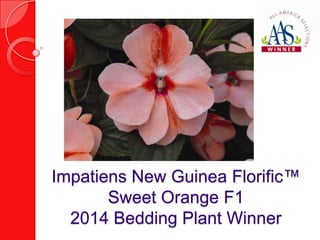 Impatiens New Guinea Florific™
Sweet Orange F1
2014 Bedding Plant Winner

 