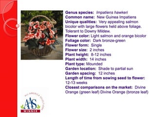 Genus species: Impatiens hawkeri
Common name: New Guinea Impatiens
Unique qualities: Very appealing salmon
bicolor with large flowers held above foliage.
Tolerant to Downy Mildew.
Flower color: Light salmon and orange bicolor
Foliage color: Dark bronze-green
Flower form: Single
Flower size: 2 inches
Plant height: 8-12 inches
Plant width: 14 inches
Plant type: Mounded
Garden location: Shade to partial sun
Garden spacing: 12 inches
Length of time from sowing seed to flower:
12-13 weeks
Closest comparisons on the market: Divine
Orange (green leaf) Divine Orange (bronze leaf)

 