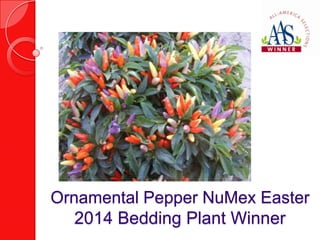 Ornamental Pepper NuMex Easter
2014 Bedding Plant Winner

 