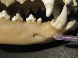 Bloqueios regionais e anestesia local para odontologia veterinária
