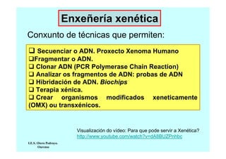 Enxeñería xenética
Conxunto de técnicas que permiten:
Secuenciar o ADN. Proxecto Xenoma Humano
Fragmentar o ADN.
Clonar ADN (PCR Polymerase Chain Reaction)
Analizar os fragmentos de ADN: probas de ADN
Hibridación de ADN. Biochips
Terapia xénica.
Crear organismos modificados xeneticamente
(OMX) ou transxénicos.

Visualización do vídeo: Para que pode servir a Xenética?
http://www.youtube.com/watch?v=dA8BUZPnhbc
I.E.S. Otero Pedrayo.
Ourense

 