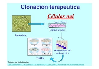 Clonación terapéutica
Células nai
(stem células)
Cultivo in vitro
Blastocisto

Pel

Óso

Nervioso

Músculo

Diferenciación do
cultivo in vitro

Tecidos
Células nai embrionarias
http://estaticos03.cache.el-mundo.net/elmundo/2002/graficos/salud/oct/cmembrionarias.swf

 