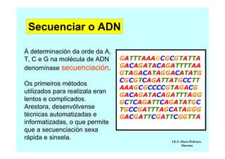 Secuenciar o ADN
Á determinación da orde da A,
T, C e G na molécula de ADN
denomínase secuenciación.
Os primeiros métodos
utilizados para realizala eran
lentos e complicados.
Arestora, desenvólvense
técnicas automatizadas e
informatizadas, o que permite
que a secuenciación sexa
rápida e sinxela.

I.E.S. Otero Pedrayo.
Ourense

 