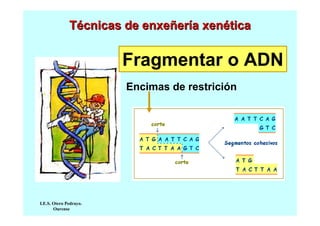 Técnicas de enxeñería xenética

Fragmentar o ADN
Encimas de restrición

I.E.S. Otero Pedrayo.
Ourense

 