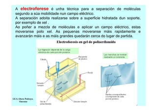 A electroforese é unha técnica para a separación de moléculas
segundo a súa mobilidade nun campo eléctrico.
A separación adoita realizarse sobre a superficie hidratada dun soporte,
por exemplo de xel .
Ao poñer a mezcla de moléculas e aplicar un campo eléctrico, estas
moveranse polo xel. As pequenas moveranse máis rapidamente e
avanzarán máis e as máis grandes quedarán cerca do lugar de partida.

I.E.S. Otero Pedrayo.
Ourense

 
