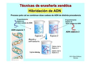 Técnicas de enxeñería xenética
Hibridación de ADN
Proceso polo cal se combinan dúas cadeas de ADN de distinta procedencia.
O quentamento
separa as
dúas cadeas do ADN

ADN especie 1

O quentamento
separa as
dúas cadeas do ADN

ADN especie 2

I.E.S. Otero Pedrayo.
Ourense

 