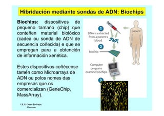 Hibridación mediante sondas de ADN: Biochips
Biochips: dispositivos de
pequeno tamaño (chip) que
conteñen material biolóxico
(cadea ou sonda de ADN de
secuencia coñecida) e que se
empregan para a obtención
de información xenética.
Estes dispositivos coñécense
tamén como Microarrays de
ADN ou polos nomes das
empresas que os
comercializan (GeneChip,
MassArray).
I.E.S. Otero Pedrayo.
Ourense

 